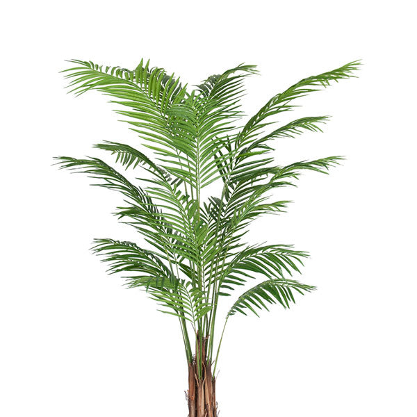 Areca Palme