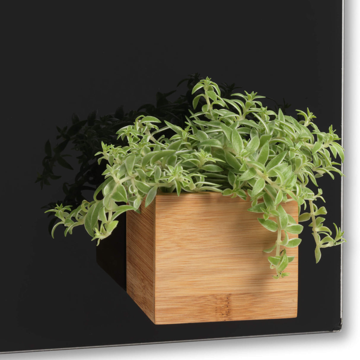 Magnetisk Boks, Bambus, Super Stærk Magnetisk