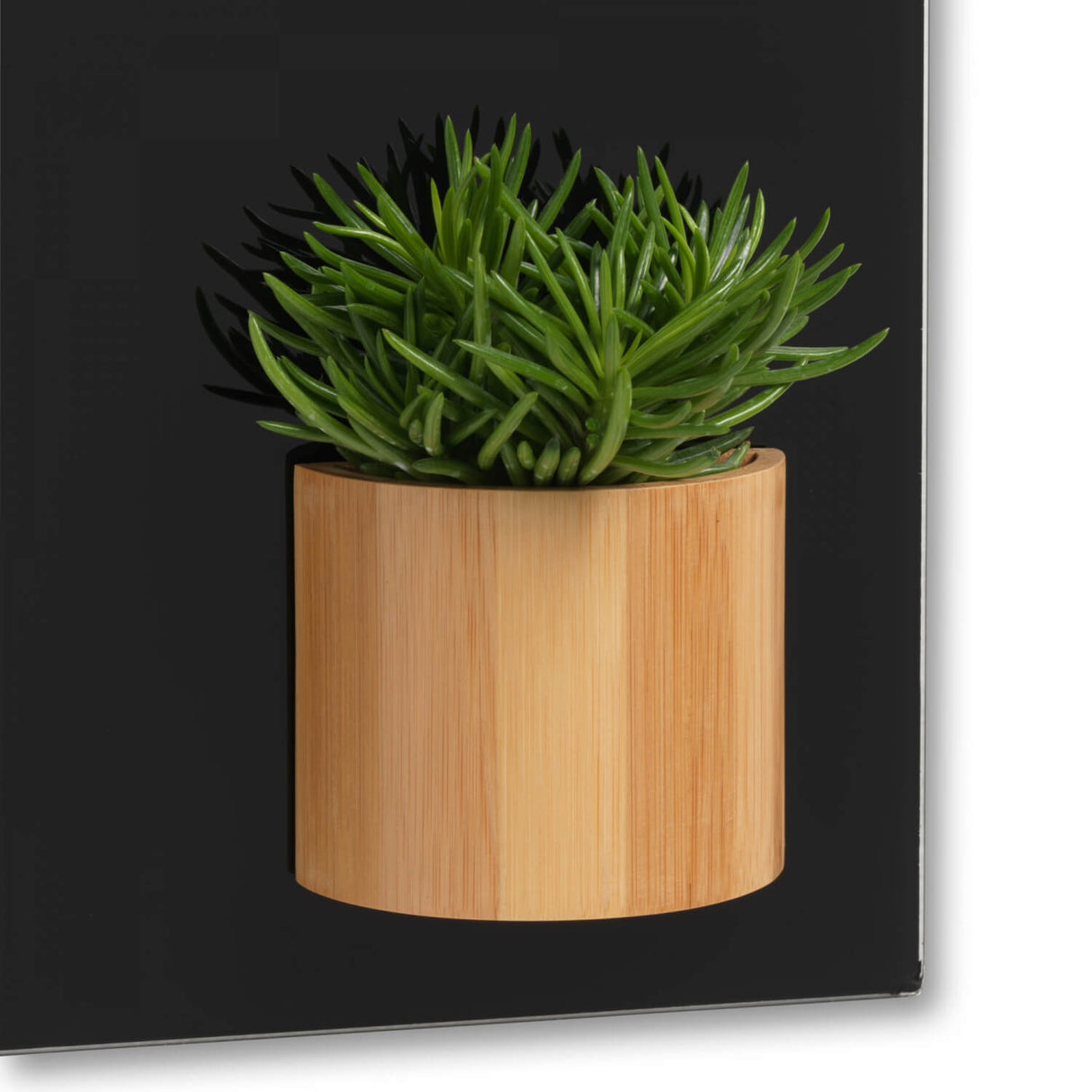 Magnetisk Boks, Bambus, Super Stærk Magnetisk