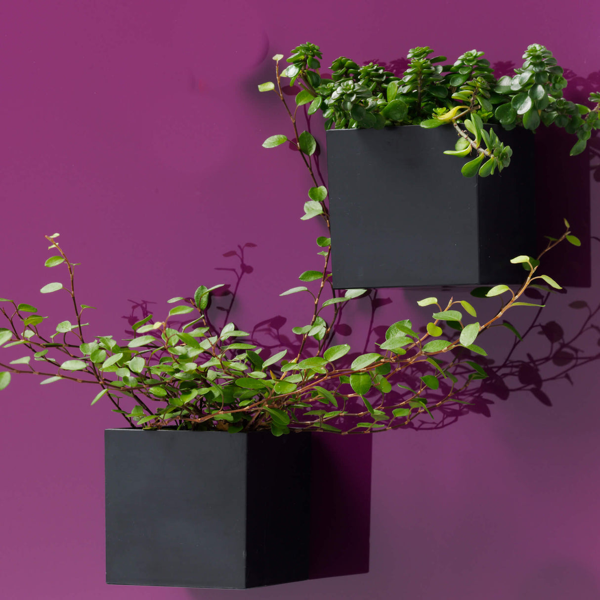 Magnetisk Boks, Sort, Super Stærk Magnetisk