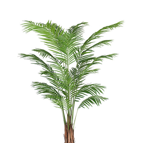 Areca Palme
