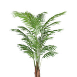 Areca Palme