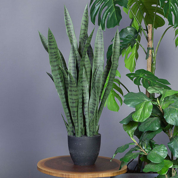 Svigermors tunge, kunstig plante – image 3