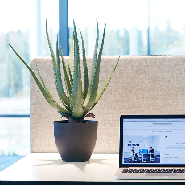 Götessons Kunstig plante Aloe Vera inkl. sort krukke – Kunstige planter (billede 1)